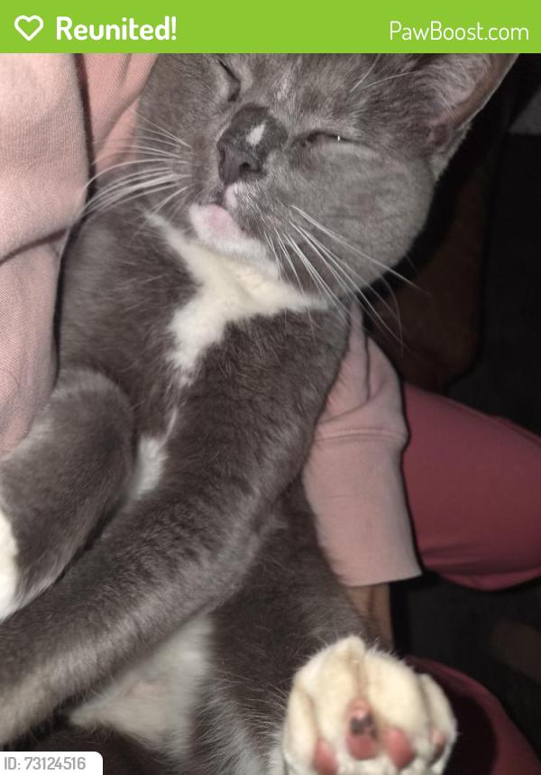 Reunited Male Cat last seen Buvelot St, Weston, ACT 2611
