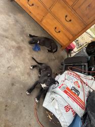 Found/Stray Unknown Dog last seen Gailwood, Memphis, TN 38122