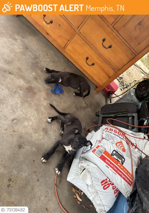 Found/Stray Unknown Dog last seen Gailwood, Memphis, TN 38122