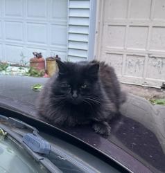 Reunited Female Cat last seen Spring street ext., Glastonbury, CT 06033