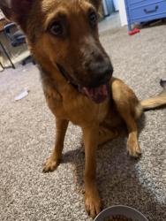 Found/Stray Male Dog last seen Hulen and Helmick, Fort Worth, TX 76107