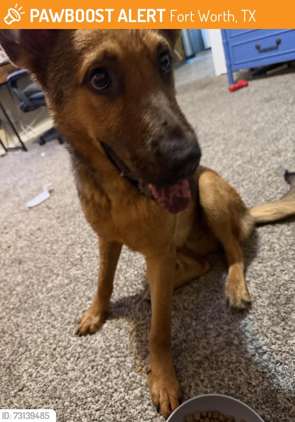 Found/Stray Male Dog last seen Hulen and Helmick, Fort Worth, TX 76107