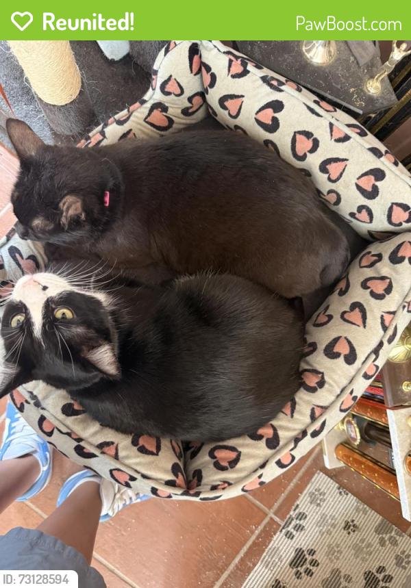 Reunited Female Cat last seen Near ace hardware, Belen, NM 87002