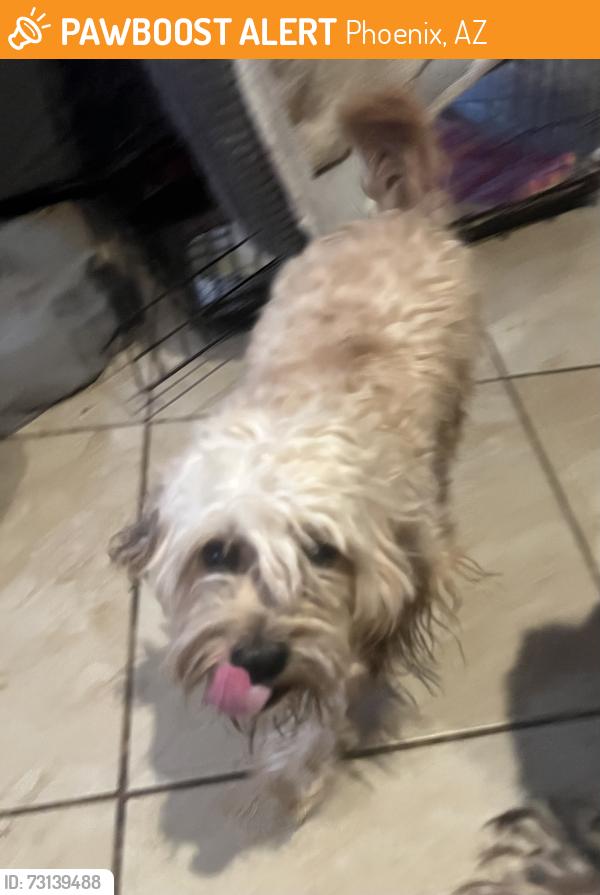 Found/Stray Male Dog last seen Durango 238tg, Phoenix, AZ 85009