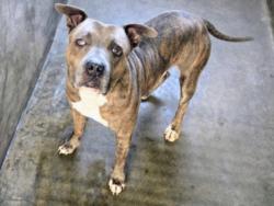 Shelter Stray Male Dog last seen , 14409 Vanowen St, Van Nuys, CA 91405, USA