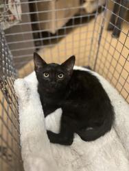 Shelter Stray Female Cat last seen D AVE & E 30TH ST, 130 Beyer Way, Chula Vista, CA 91911, USA