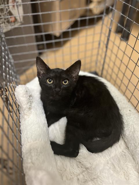 Shelter Stray Female Cat last seen D AVE & E 30TH ST, 130 Beyer Way, Chula Vista, CA 91911, USA