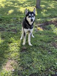 Found/Stray Male Dog last seen Ensley Drive, South Knoxville, Knoxville, TN 37920