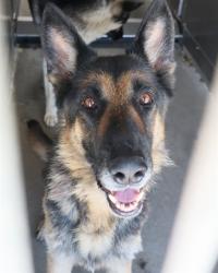 Shelter Stray Male Dog last seen PALM AVE AND WEST IRVINGTON, 333 Chandler Pl, San Bernardino, CA 92408, USA