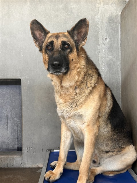 Shelter Stray Male Dog last seen Near BLOCK MARTOS RD, 333 Chandler Pl, San Bernardino, CA 92408, USA