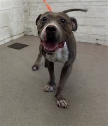 Shelter Stray Female Dog last seen , 333 Chandler Pl, San Bernardino, CA 92408, USA