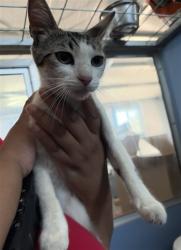 Shelter Stray Female Cat last seen Near BLOCK PUMALO ST, 333 Chandler Pl, San Bernardino, CA 92408, USA