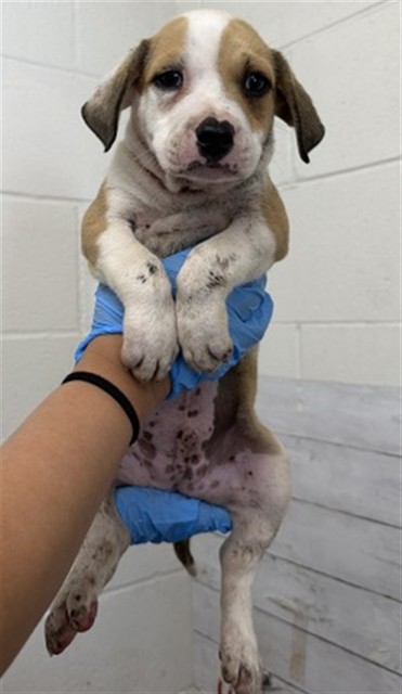 Shelter Stray Male Dog last seen E ST AND BERLYN, 333 Chandler Pl, San Bernardino, CA 92408, USA