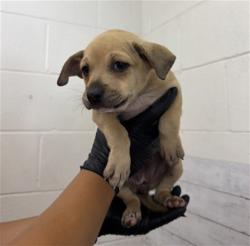 Shelter Stray Female Dog last seen E ST AND BERLYN, 333 Chandler Pl, San Bernardino, CA 92408, USA