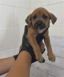 Shelter Stray Female Dog last seen , 333 Chandler Pl, San Bernardino, CA 92408, USA