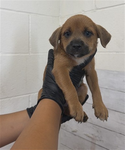 Shelter Stray Female Dog last seen , 333 Chandler Pl, San Bernardino, CA 92408, USA