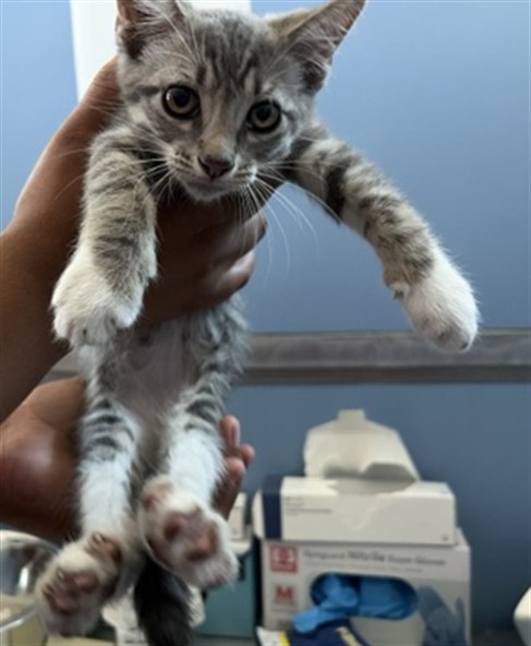 Shelter Stray Male Cat last seen Near BLOCK PUMALO ST, 333 Chandler Pl, San Bernardino, CA 92408, USA