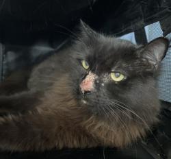 Shelter Stray Male Cat last seen , 333 Chandler Pl, San Bernardino, CA 92408, USA