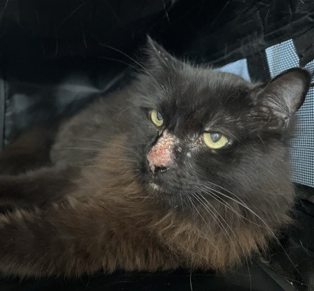 Shelter Stray Male Cat last seen , 333 Chandler Pl, San Bernardino, CA 92408, USA