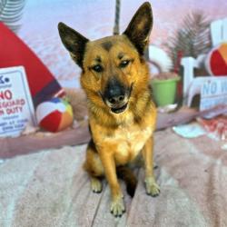 Shelter Stray Female Dog last seen Near BLK MAGNOLIA AVE, LONG BEACH CA, 90802, 7700 E Spring St, Long Beach, CA 90815, USA