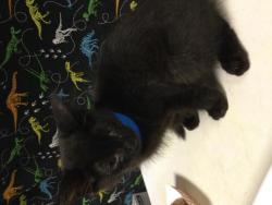 Shelter Stray Male Cat last seen Near BLOCK WILLARD WAY, RIVERSIDE, CA, 6851 Van Buren Boulevard, Jurupa Valley, CA 92509, USA