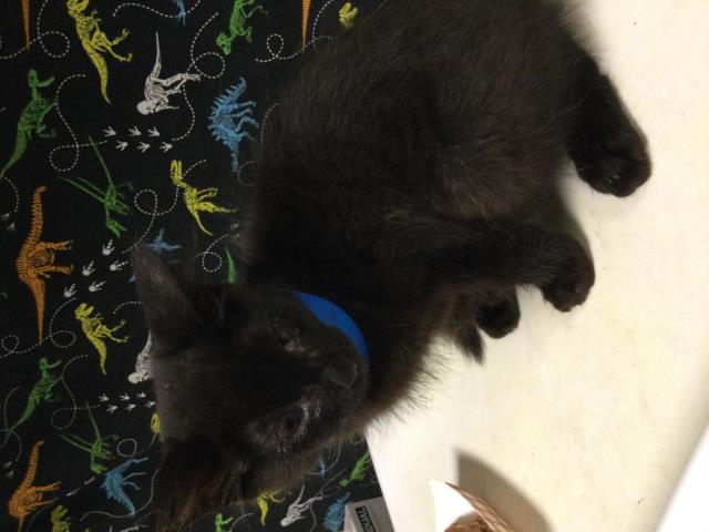 Shelter Stray Male Cat last seen Near BLOCK WILLARD WAY, RIVERSIDE, CA, 6851 Van Buren Boulevard, Jurupa Valley, CA 92509, USA