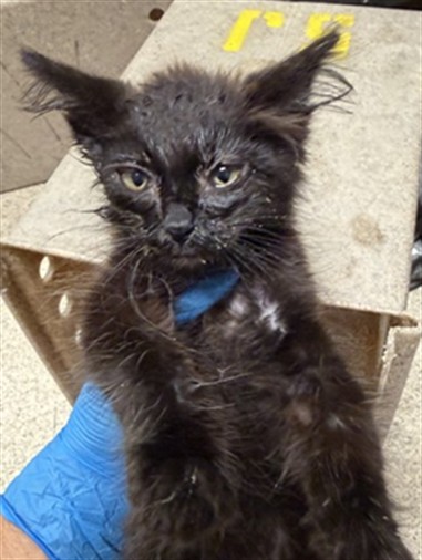 Shelter Stray Male Cat last seen Near BLOCK FOOTHILL AVE, RIVERSIDE, CA, 6851 Van Buren Boulevard, Jurupa Valley, CA 92509, USA