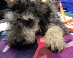 Shelter Stray Male Dog last seen Near BLOCK GALENA ST, JV, CA, 6851 Van Buren Boulevard, Jurupa Valley, CA 92509, USA