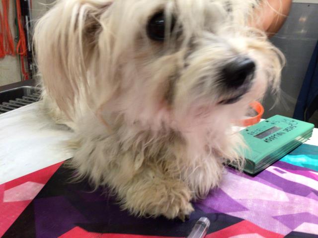 Shelter Stray Female Dog last seen Near BLOCK GALENA ST, JV, CA, 6851 Van Buren Boulevard, Jurupa Valley, CA 92509, USA