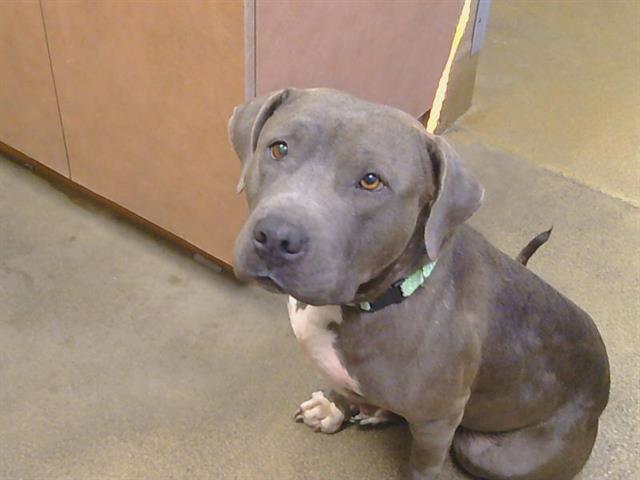 Shelter Stray Female Dog last seen ELKHORN BLVD/CHERRY LN, 95673, 3839 Bradshaw Rd, Sacramento, CA 95827, USA