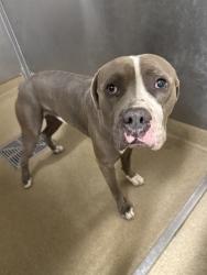 Shelter Stray Male Dog last seen , 38550 Sierra Hwy, Palmdale, CA 93550, USA