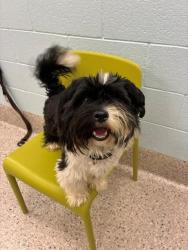 Shelter Stray Male Dog last seen US-85 & E 136TH AVE, 12155 Park Blvd, Brighton, CO 80601, USA