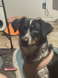 Reunited Female Dog last seen Silver Mill hoa, Katy, TX 77449