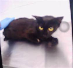 Shelter Stray Female Cat last seen CHARLOTTE, 8315 Byrum Dr, Charlotte, NC 28217, USA