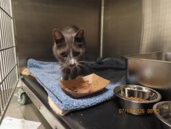 Shelter Stray Female Cat last seen Near BLOCK W LEONESSA AVE, 5501 E Van Buren St, Phoenix, AZ 85008, USA