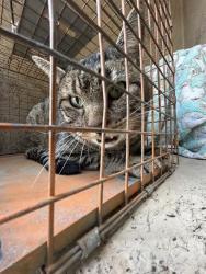 Shelter Stray Male Cat last seen Near BLOCK LINDA AVE, OKLAHOMA CITY OK 73112, 2811 SE 29th St, Oklahoma City, OK 73129, USA