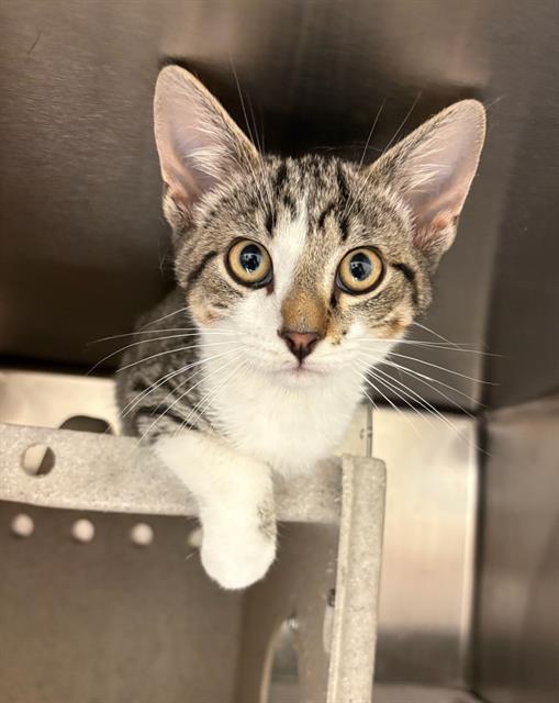Shelter Stray Male Cat last seen Near BLOCK W KAMAS DR, TAYLORSVILLE UT 84129, 4522 W 3500 S, West Valley City, UT 84120, USA
