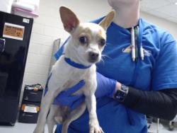 Shelter Stray Female Dog last seen Near BLOCK BLUE HERON CT, FAYETTEVILLE NC 28314, 4704 Corporation Dr, Fayetteville, NC 28306, USA