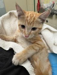 Shelter Stray Female Cat last seen Near BLOCK W 2400 S, WEST VALLEY CITY UT 84119, 4522 W 3500 S, West Valley City, UT 84120, USA
