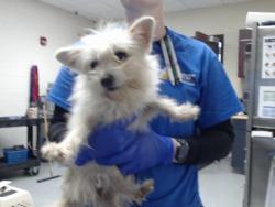 Shelter Stray Female Dog last seen Near BLOCK BLUE HERON CT, FAYETTEVILLE NC 28314, 4704 Corporation Dr, Fayetteville, NC 28306, USA