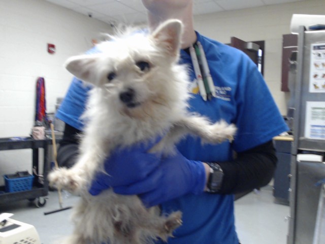 Shelter Stray Female Dog last seen Near BLOCK BLUE HERON CT, FAYETTEVILLE NC 28314, 4704 Corporation Dr, Fayetteville, NC 28306, USA