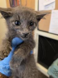 Shelter Stray Unknown Cat last seen Near BLOCK S 3960 W, WEST VALLEY CITY UT 84120, 4522 W 3500 S, West Valley City, UT 84120, USA