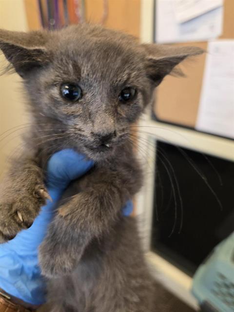 Shelter Stray Unknown Cat last seen Near BLOCK S 3960 W, WEST VALLEY CITY UT 84120, 4522 W 3500 S, West Valley City, UT 84120, USA