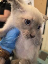 Shelter Stray Unknown Cat last seen Near BLOCK S 3960 W, WEST VALLEY CITY UT 84120, 4522 W 3500 S, West Valley City, UT 84120, USA