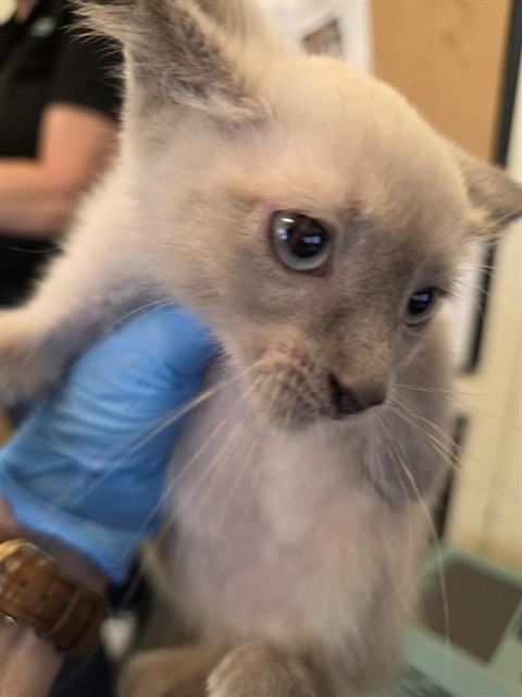 Shelter Stray Unknown Cat last seen Near BLOCK S 3960 W, WEST VALLEY CITY UT 84120, 4522 W 3500 S, West Valley City, UT 84120, USA
