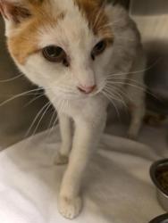 Shelter Stray Male Cat last seen Near BLOCK S BOOT HILL DR, WEST VALLEY CITY UT 84120, 4522 W 3500 S, West Valley City, UT 84120, USA