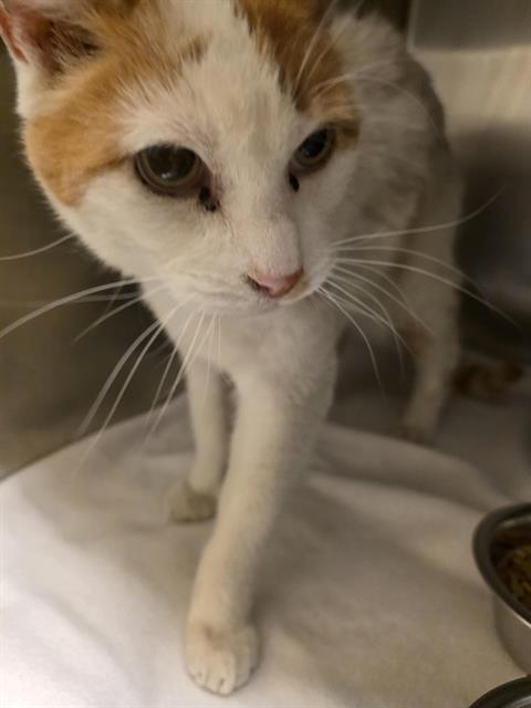 Shelter Stray Male Cat last seen Near BLOCK S BOOT HILL DR, WEST VALLEY CITY UT 84120, 4522 W 3500 S, West Valley City, UT 84120, USA