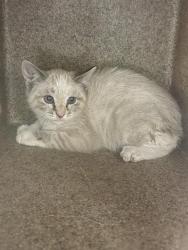 Shelter Stray Unknown Cat last seen Near BLOCK W DEERMEADOW CIR, 4522 W 3500 S, West Valley City, UT 84120, USA