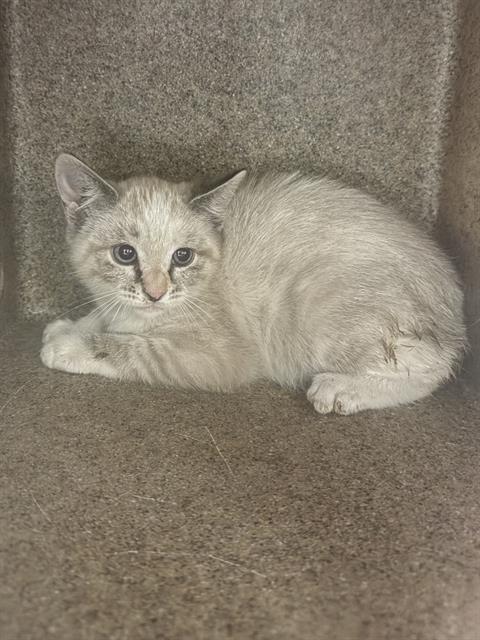 Shelter Stray Unknown Cat last seen Near BLOCK W DEERMEADOW CIR, 4522 W 3500 S, West Valley City, UT 84120, USA