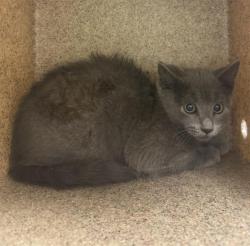 Shelter Stray Unknown Cat last seen Near BLOCK W DEERMEADOW CIR, 4522 W 3500 S, West Valley City, UT 84120, USA